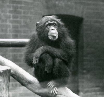 La chimpanzé Daisy assise sur une branche dans son enclos au zoo de Londres, septembre 1923 - Frederick William Bond